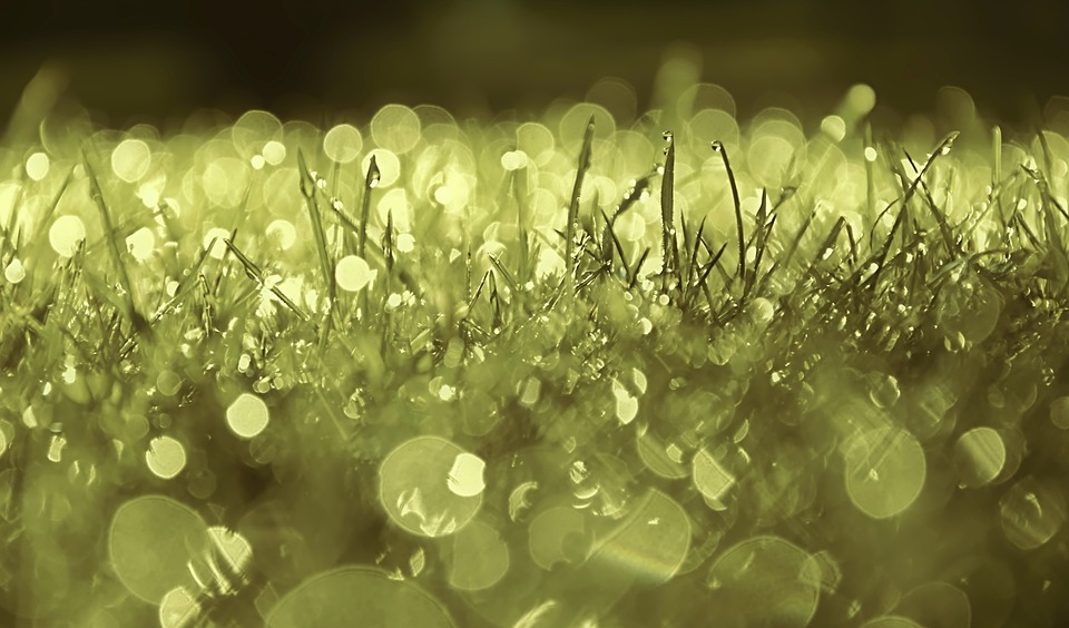 grass-4468766_960_720